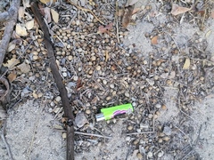 Sylvilagus cunicularius