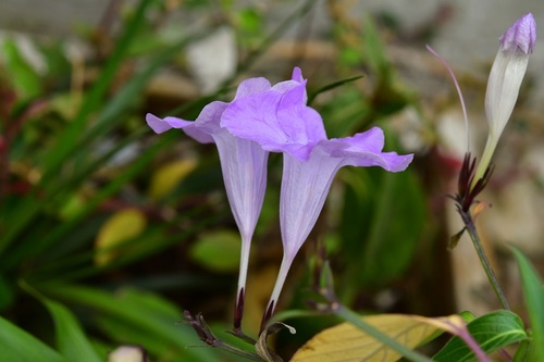 Ruellia breedlovei