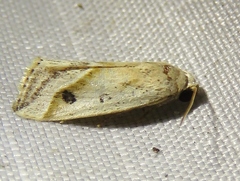 Micrathetis