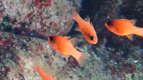 Cardinal fish (Apogon imberbis) — Apogonidae — 3