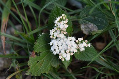 Ageratina vernalis