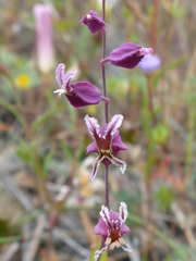 Streptanthus glandulosus pulchellus