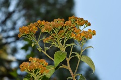 Verbesina pleistocephala