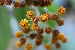 Verbesina pleistocephala