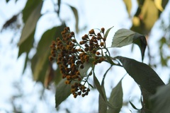 Verbesina pleistocephala