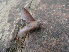 Phyllodesma kermesifolia