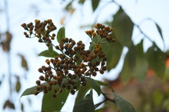 Verbesina pleistocephala