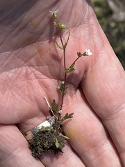 Saxifraga tridactylites