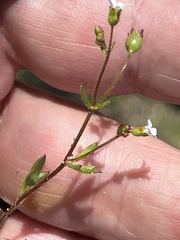 Saxifraga tridactylites