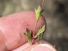 Saxifraga tridactylites