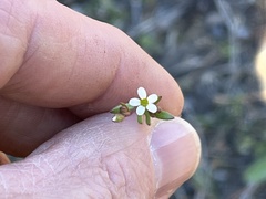Saxifraga tridactylites