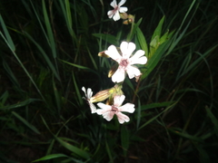 Microbotryum lychnidis-dioicae