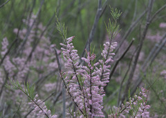 Tamarix parviflora