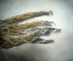 Anchusa gmelinii