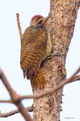 Campethera punctuligera