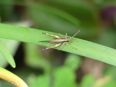Acrididae