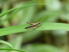 Acrididae