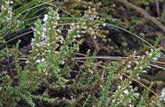 Junellia seriphioides