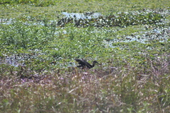 Plegadis falcinellus