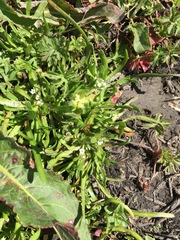 Plagiobothrys undulatus