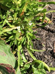 Plagiobothrys undulatus