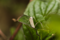 Austroagallia sinuata