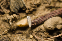 Austroagallia sinuata