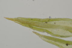 Pseudocrossidium hornschuchianum