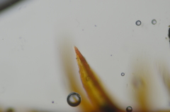 Pseudocrossidium hornschuchianum