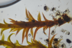 Pseudocrossidium hornschuchianum