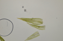 Pseudocrossidium hornschuchianum