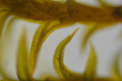 Pseudocrossidium hornschuchianum