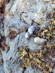 Echinolittorina aspera