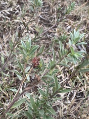 Lasiosiphon capitatus