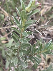 Lasiosiphon capitatus