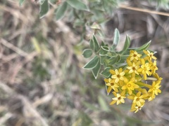 Lasiosiphon capitatus