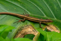 Takydromus kuehnei