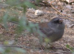 Junco hyemalis mearnsi × caniceps