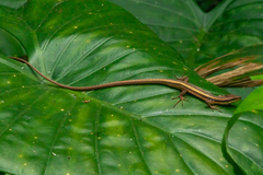 Takydromus kuehnei