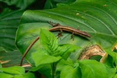 Takydromus kuehnei
