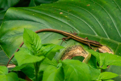 Takydromus kuehnei