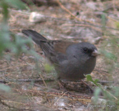 Junco hyemalis mearnsi × caniceps