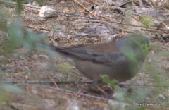 Junco hyemalis mearnsi × caniceps