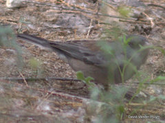 Junco hyemalis mearnsi × caniceps