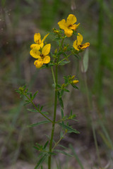 Rhexia lutea
