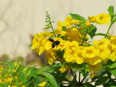 Xylocopa sulcatipes
