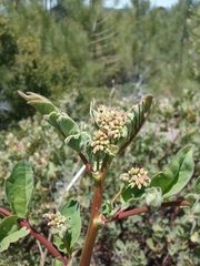 Hosackia crassifolia crassifolia