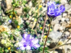 Gilia achilleifolia