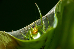 Aoaraneus pentagrammicus