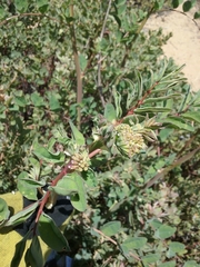 Hosackia crassifolia crassifolia